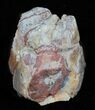 Hyracodon (Running Rhino) Teeth - South Dakota #60961-1